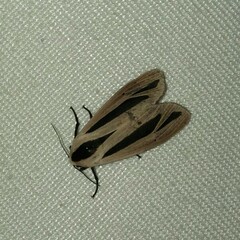 Creatonotos