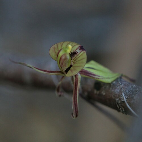 Image of Caladenia doutchiae by (c) Hugo Innes, some rights reserved (CC BY)