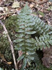 Asplenium inaequilaterale