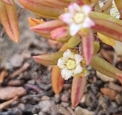 Crassula expansa