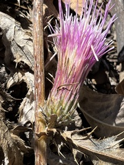 Cirsium andersonii