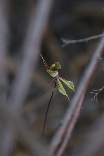 Image of Caladenia doutchiae by (c) Hugo Innes, some rights reserved (CC BY)