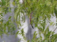 Albizia inundata