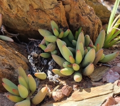 Adromischus filicaulis