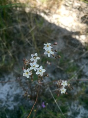 Pharnaceum elongatum