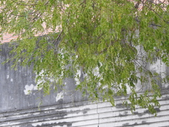 Albizia inundata