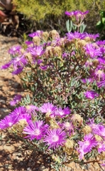 Lampranthus haworthii