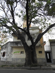 Albizia inundata