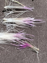 Cirsium andersonii