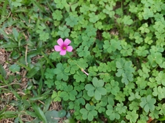 Oxalis