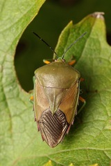 Piezosternum calidum