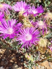 Lampranthus haworthii