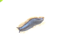Arion hortensis