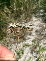 Pharnaceum elongatum