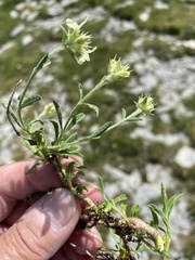 Sideritis hyssopifolia