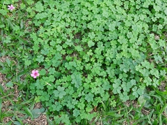 Oxalis