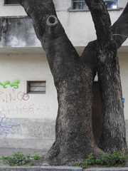 Albizia inundata