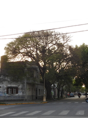 Albizia inundata