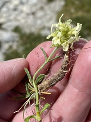 Sideritis hyssopifolia