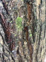 Phaeophyscia rubropulchra