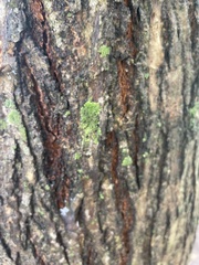 Phaeophyscia rubropulchra