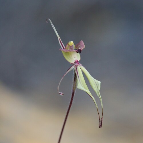 Image of Caladenia doutchiae by (c) Hugo Innes, some rights reserved (CC BY)