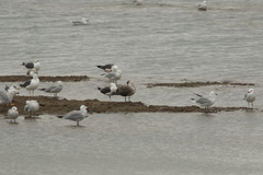 Ichthyaetus audouinii