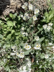 Heliotropium halacsyi