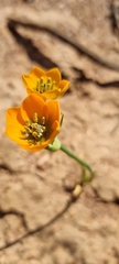 Ornithogalum dubium