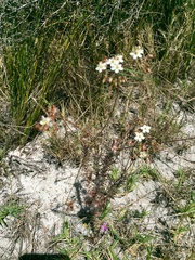 Pharnaceum elongatum