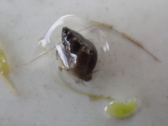 Potamopyrgus antipodarum