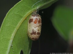 Campopleginae