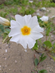 Nolana baccata
