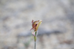Caladenia discoidea