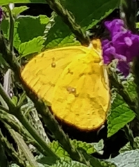 Phoebis philea
