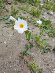 Nolana baccata