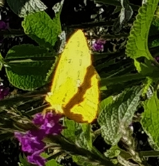 Phoebis philea