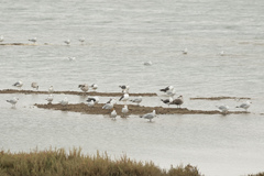 Ichthyaetus audouinii