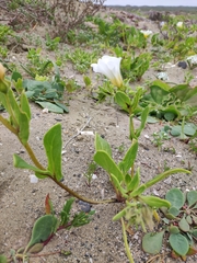 Nolana baccata