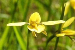 Diuris chryseopsis