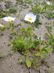 Nolana baccata