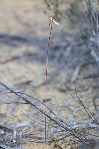 Image of Caladenia doutchiae by (c) Hugo Innes, some rights reserved (CC BY)