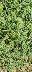 Asparagus declinatus