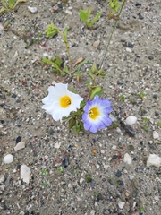 Nolana baccata