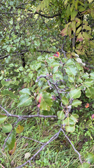Pyrus calleryana