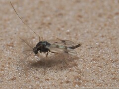 Polypedilum scalaenum