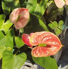Anthurium andraeanum