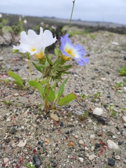 Nolana baccata
