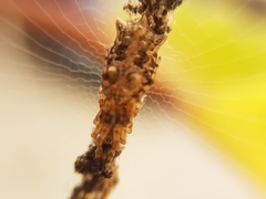 Cyclosa