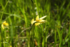 Diuris chryseopsis